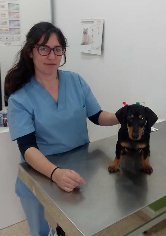 Cecilia haciendo acupuntura veterinaria
